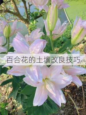 百合花的土壤改良技巧