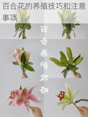 百合花的养殖技巧和注意事项