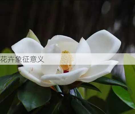 花卉象征意义