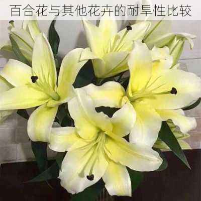 百合花与其他花卉的耐旱性比较