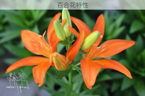 百合花特性