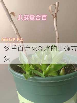 冬季百合花浇水的正确方法