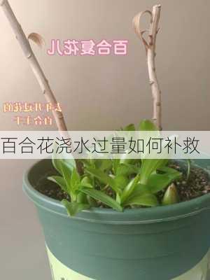 百合花浇水过量如何补救