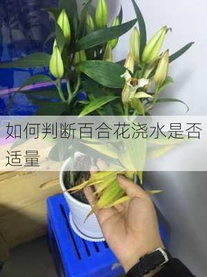 如何判断百合花浇水是否适量