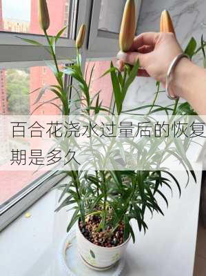 百合花浇水过量后的恢复期是多久