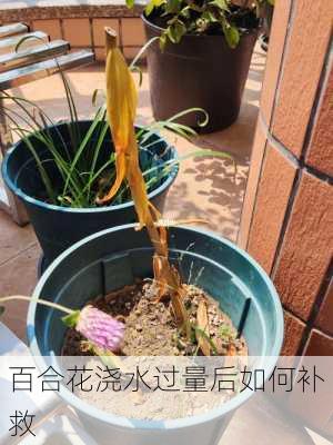 百合花浇水过量后如何补救