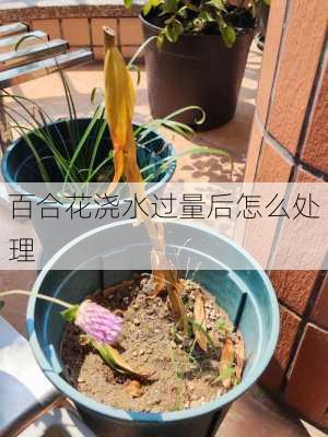 百合花浇水过量后怎么处理