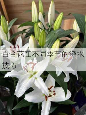 百合花在不同季节的浇水技巧