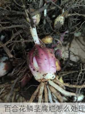 百合花鳞茎腐烂怎么处理