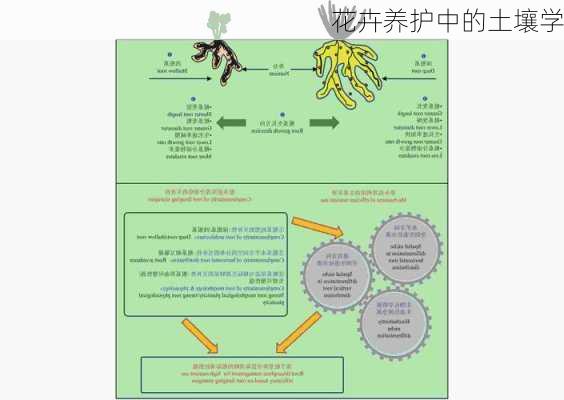 花卉养护中的土壤学