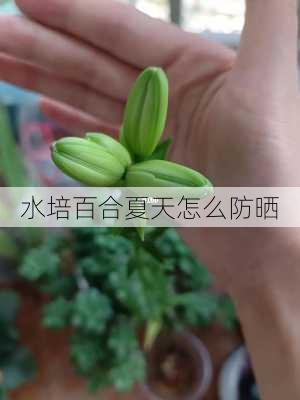 水培百合夏天怎么防晒