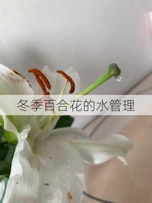 冬季百合花的水管理