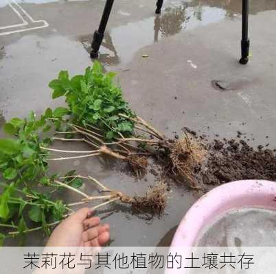 茉莉花与其他植物的土壤共存