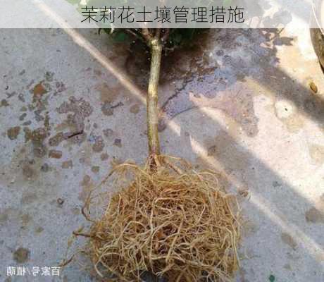 茉莉花土壤管理措施