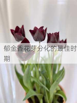 郁金香花芽分化的最佳时期