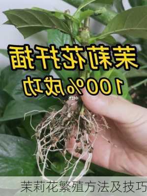 茉莉花繁殖方法及技巧