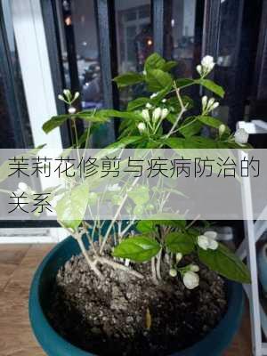 茉莉花修剪与疾病防治的关系