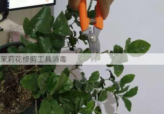 茉莉花修剪工具消毒