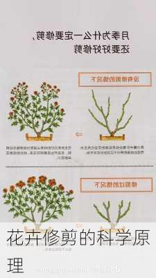 花卉修剪的科学原理