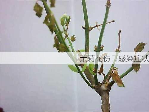 茉莉花伤口感染症状