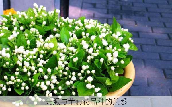 光照与茉莉花品种的关系