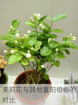 茉莉花与其他喜阳植物的对比