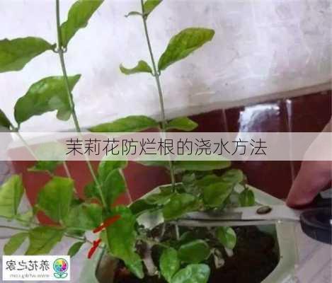 茉莉花防烂根的浇水方法