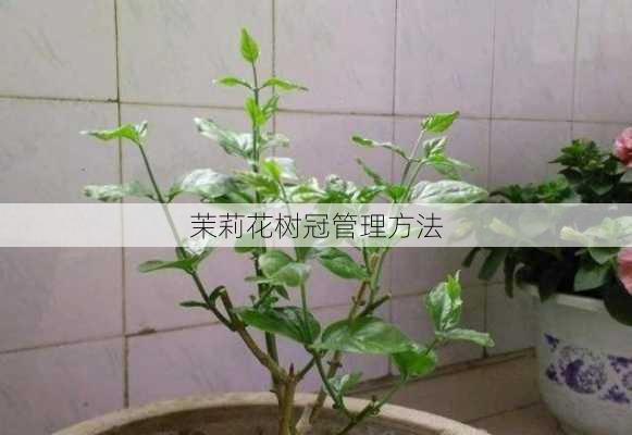 茉莉花树冠管理方法