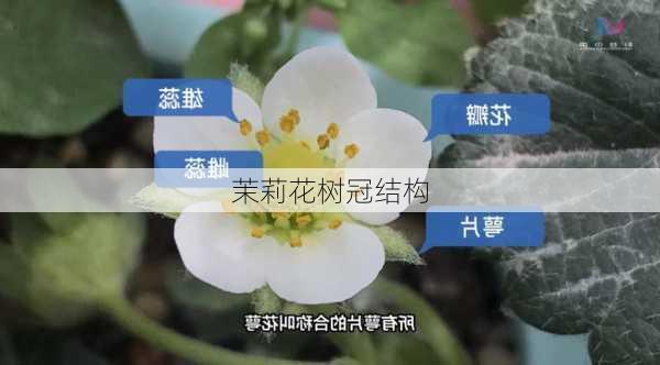 茉莉花树冠结构