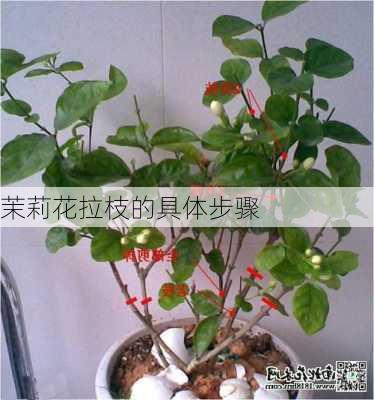 茉莉花拉枝的具体步骤