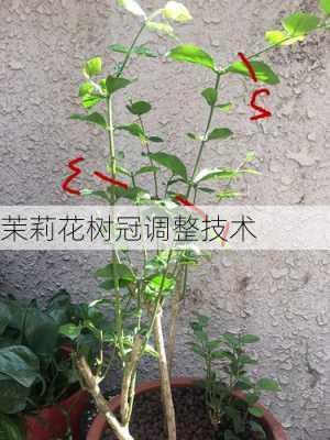 茉莉花树冠调整技术