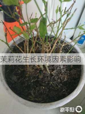 茉莉花生长环境因素影响