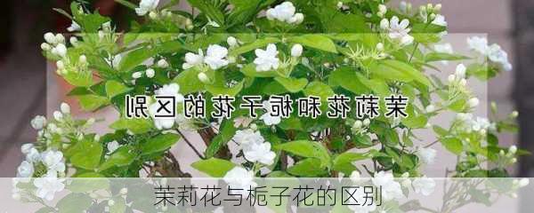 茉莉花与栀子花的区别