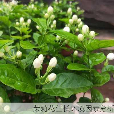 茉莉花生长环境因素分析