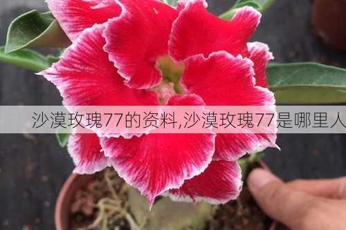 沙漠玫瑰77的资料,沙漠玫瑰77是哪里人