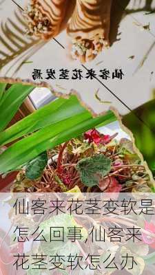 仙客来花茎变软是怎么回事,仙客来花茎变软怎么办