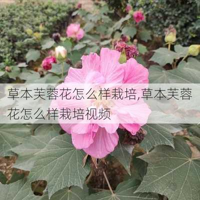 草本芙蓉花怎么样栽培,草本芙蓉花怎么样栽培视频