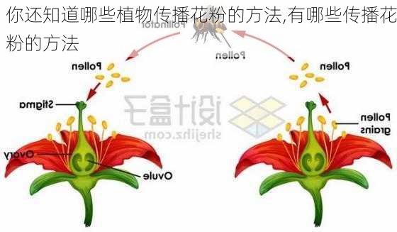 你还知道哪些植物传播花粉的方法,有哪些传播花粉的方法