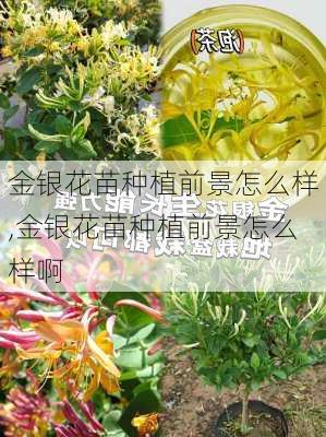 金银花苗种植前景怎么样,金银花苗种植前景怎么样啊