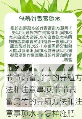 节节高富贵竹的养殖方法和注意事项,节节高富贵竹的养殖方法和注意事项水养怎样施肥