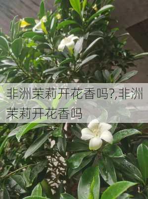 非洲茉莉开花香吗?,非洲茉莉开花香吗