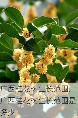 广西桂花树生长范围,广西桂花树生长范围是多少