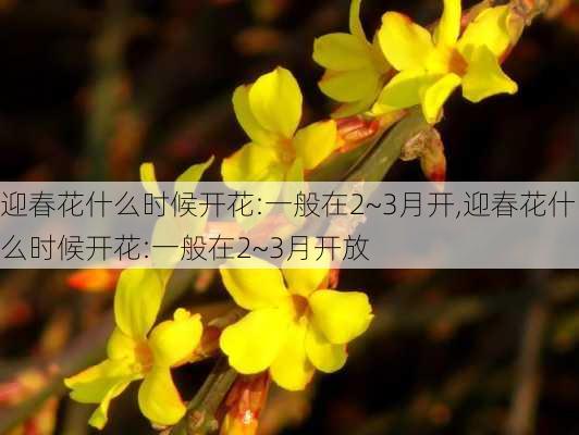 迎春花什么时候开花:一般在2~3月开,迎春花什么时候开花:一般在2~3月开放