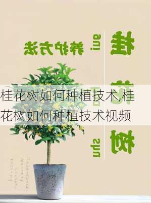 桂花树如何种植技术,桂花树如何种植技术视频