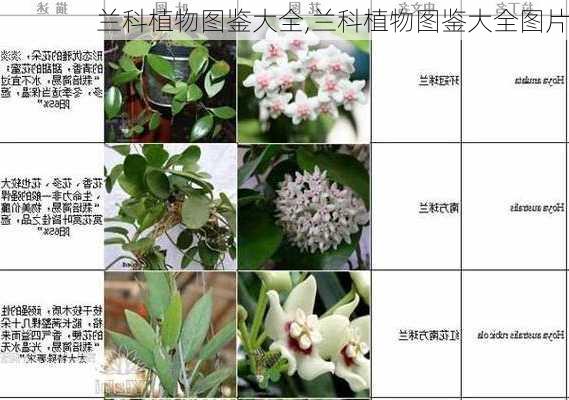 兰科植物图鉴大全,兰科植物图鉴大全图片