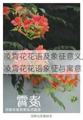 凌霄花花语及象征意义,凌霄花花语象征与寓意