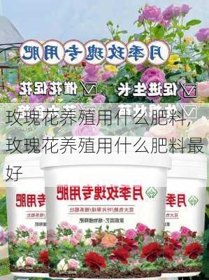 玫瑰花养殖用什么肥料,玫瑰花养殖用什么肥料最好