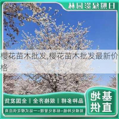 樱花苗木批发,樱花苗木批发最新价格