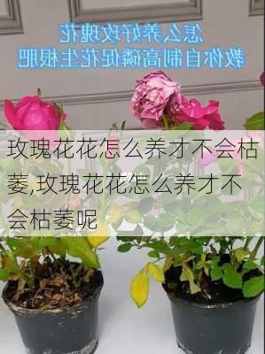 玫瑰花花怎么养才不会枯萎,玫瑰花花怎么养才不会枯萎呢