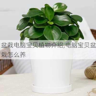 盆栽电脑宝贝植物介绍,电脑宝贝盆栽怎么养